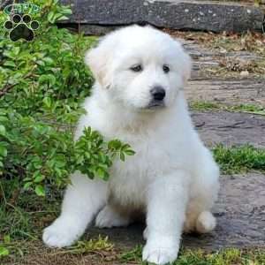 Lucy, Great Pyrenees Puppy